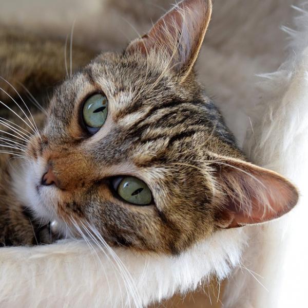 Pyometra u kotow Objawy i leczenie