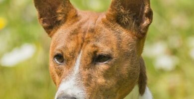 Rak kosci u psow objawy i leczenie