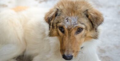Rak plaskonablonkowy u psow objawy i leczenie