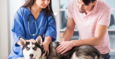 Rak prostaty u psow objawy przyczyny i leczenie