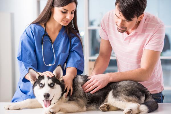 Rak prostaty u psow objawy przyczyny i leczenie