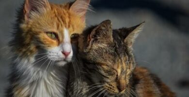 Rak u kotow rodzaje objawy i leczenie