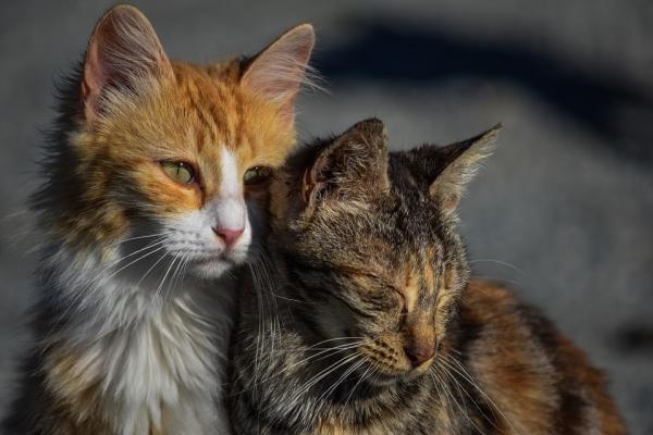 Rak u kotow rodzaje objawy i leczenie