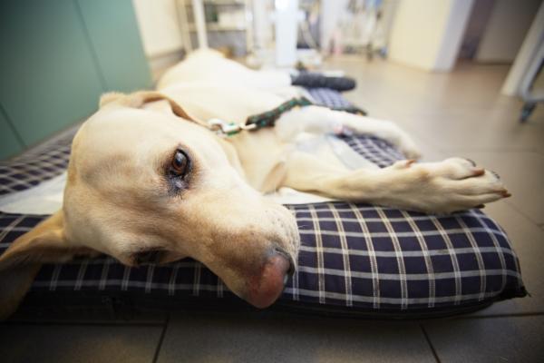 Rickettsia u psow objawy i leczenie