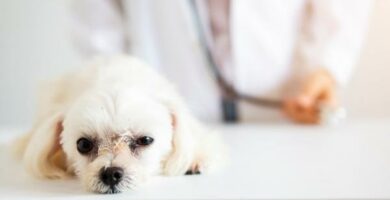 Robak pluc u psow objawy i leczenie