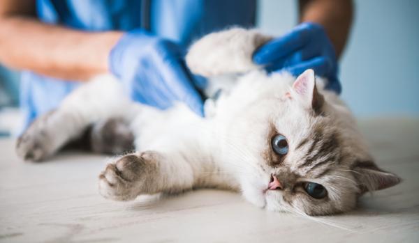 Robaki u kotow objawy przyczyny i leczenie