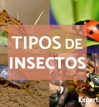Rodzaje owadow charakterystyka i nazwy