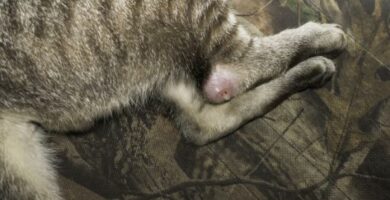Ropnie u kotow objawy i leczenie