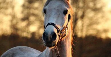 Ropnie zebow u koni objawy i leczenie