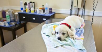 Rotawirus u psow objawy zarazenie i leczenie
