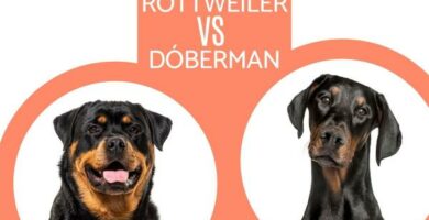 Roznice miedzy Dobermanem a Rottweilerem