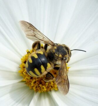 Roznice miedzy osami a pszczolami