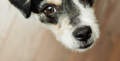 Roztocza u psow objawy zarazenie i leczenie