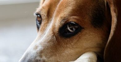 Roztocza w uszach psa objawy i leczenie