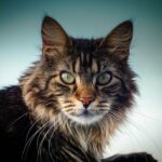 Salmonelloza u kotow objawy i leczenie