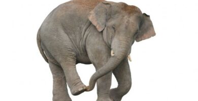 Slon Sri Lanki