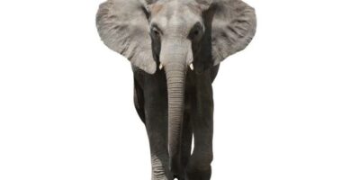Slon afrykanski lesny