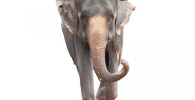 Slon indyjski