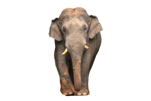 Slon sumatrzanski