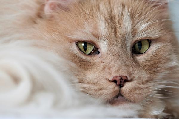 Soczewica u kotow rodzaje objawy i leczenie
