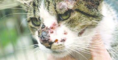 Sporotrychoza u kotow przyczyny objawy i leczenie