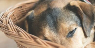 Srodki przeciwbolowe dla psow z zapaleniem stawow