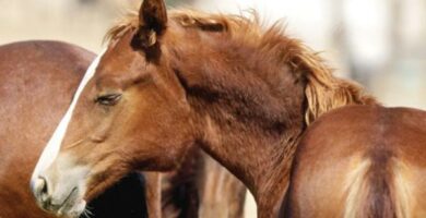 Swinka u koni objawy i leczenie