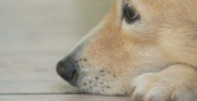 Swinka u psow przyczyny objawy i leczenie