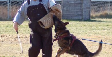 Szkolenie psow Schutzhund