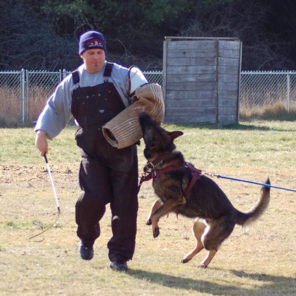 Szkolenie psow Schutzhund