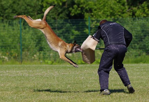 Szkolenie psow w obronie i ataku