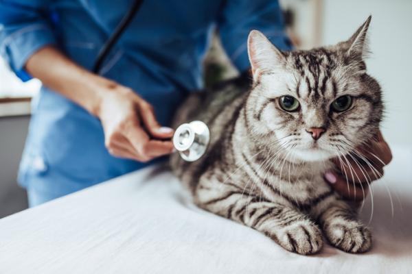 Szmer serca u kotow przyczyny objawy i leczenie
