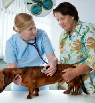 Szmer serca u psow przyczyny objawy i leczenie