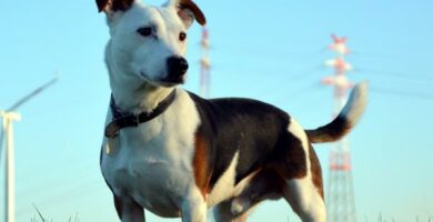Toksoplazmoza u psow objawy i zarazenie