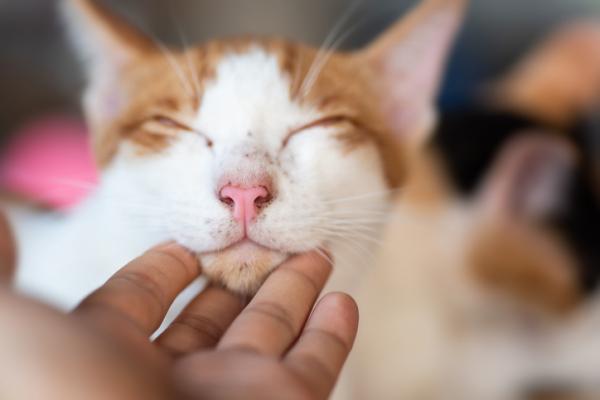 Tradzik kotow zarazenie objawy i leczenie
