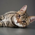 Trzecia powieka u kotow przyczyny i leczenie