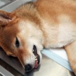 Udar mozgu u psow objawy przyczyny i leczenie