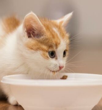 W jakim wieku koty jedza same