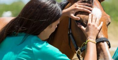 Wirusowe zapalenie tetnic koni objawy i leczenie