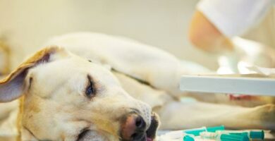 Wrzod zoladka u psow objawy i leczenie