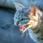 Wscieklizna u kotow Objawy zarazenie i leczenie
