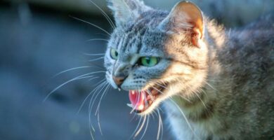 Wscieklizna u kotow Objawy zarazenie i leczenie