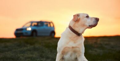 Wskazowki dla psow bojacych sie samochodow