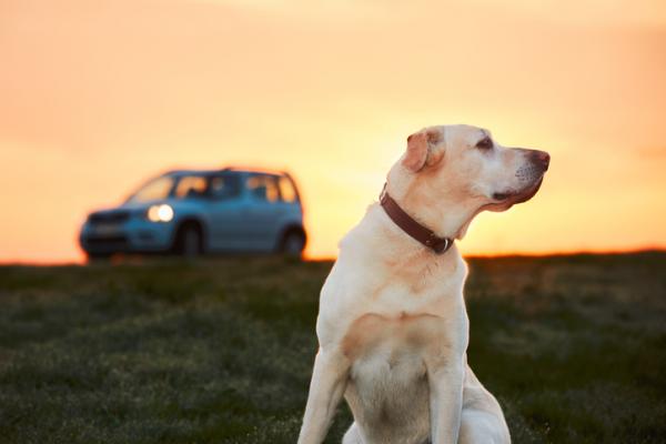 Wskazowki dla psow bojacych sie samochodow