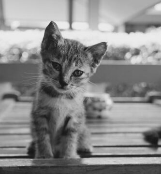 Wskazowki dotyczace opieki nad malymi kotami