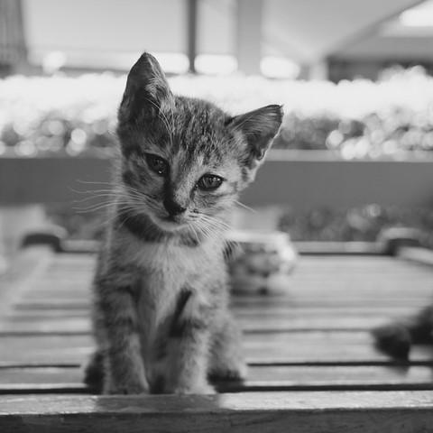 Wskazowki dotyczace opieki nad malymi kotami