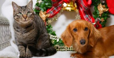 Wskazowki dotyczace opieki nad zwierzetami na Boze Narodzenie