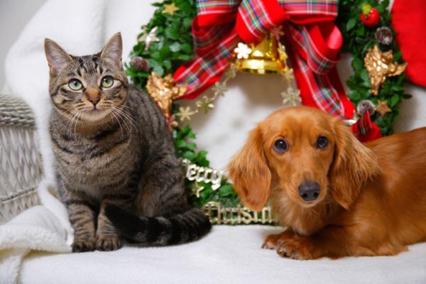 Wskazowki dotyczace opieki nad zwierzetami na Boze Narodzenie