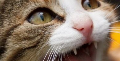 Wskazowki dotyczace oswajania gburowatego kota