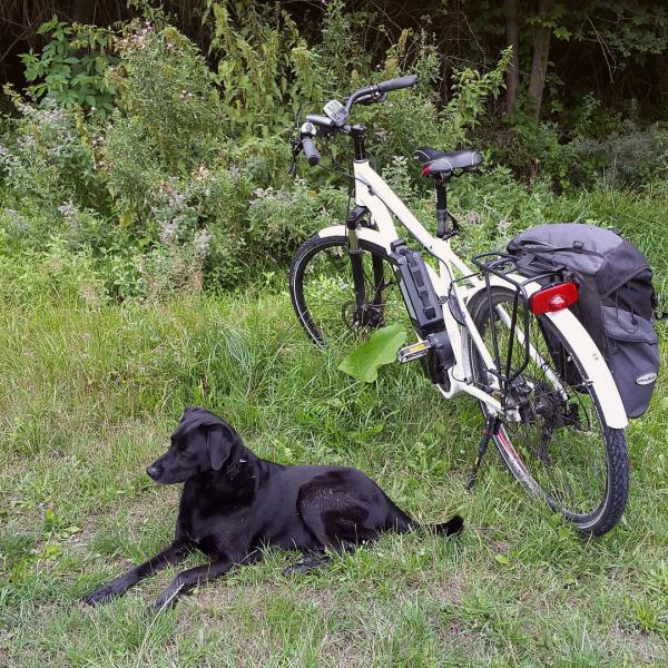 Wskazowki dotyczace wyprowadzania psa na rowerze